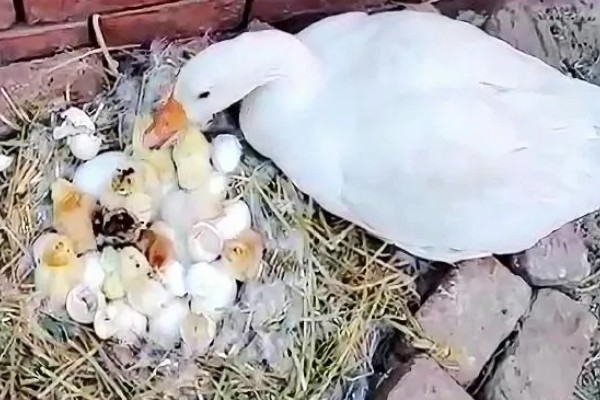 鹅一年产几个蛋,一年产45-70个蛋