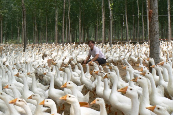 鹅一年产几个蛋,一年产45-70个蛋