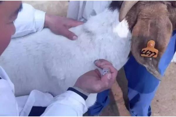 羊胎衣不下怎么办，注射抗菌素溶液可让胎衣自行脱落