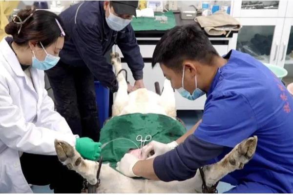 羊胎衣不下怎么办，注射抗菌素溶液可让胎衣自行脱落