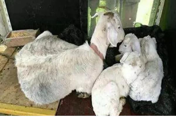 羊胎衣不下怎么办，注射抗菌素溶液可让胎衣自行脱落