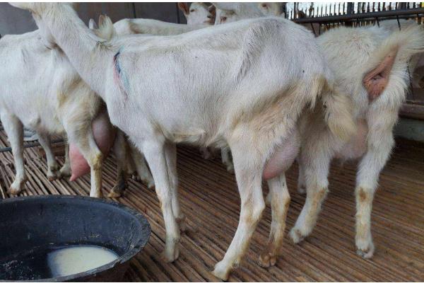 羊胎衣不下怎么办，注射抗菌素溶液可让胎衣自行脱落