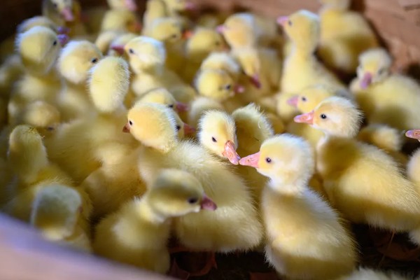 鹅一年产几个蛋,一年产45-70个蛋