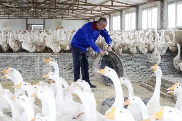 鹅一年产几个蛋,一年产45-70个蛋