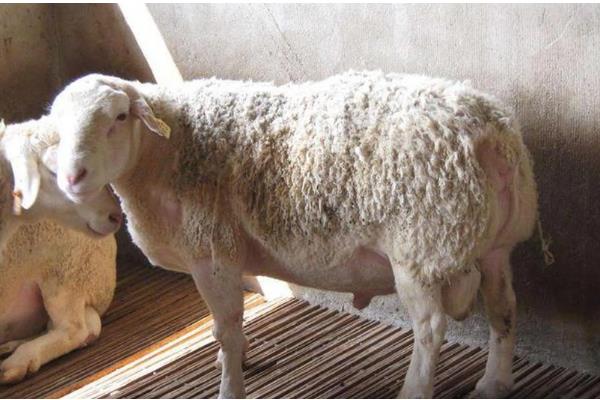 羊胎衣不下怎么办，注射抗菌素溶液可让胎衣自行脱落