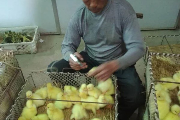 鹅一年产几个蛋,一年产45-70个蛋