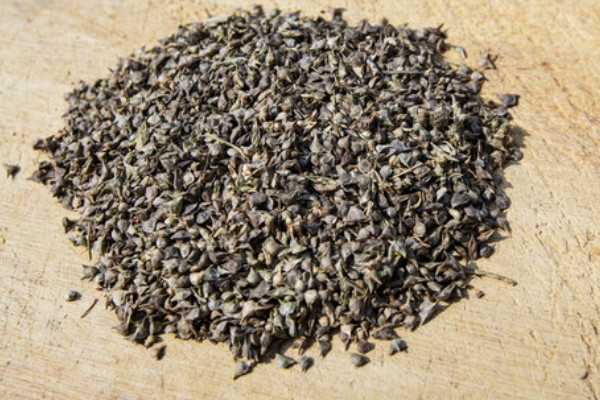 如何提高秋菠菜的出苗率,浸种可以用氧化氢