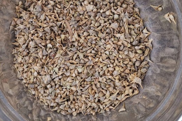 如何提高秋菠菜的出苗率,浸种可以用氧化氢