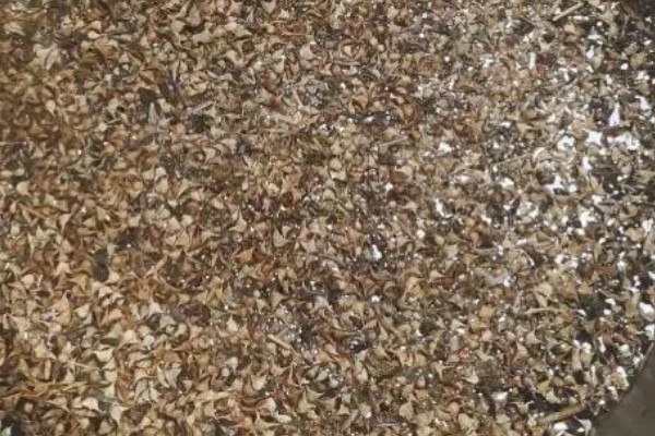 如何提高秋菠菜的出苗率,浸种可以用氧化氢