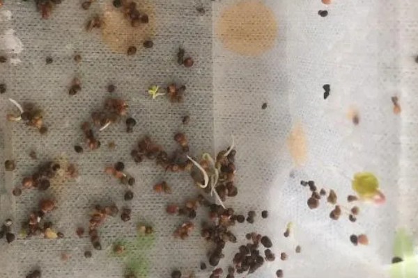 如何提高秋菠菜的出苗率,浸种可以用氧化氢