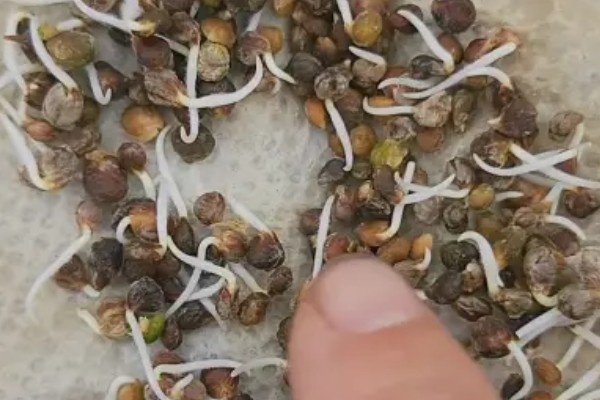 如何提高秋菠菜的出苗率,浸种可以用氧化氢