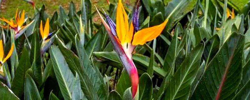 鹤望兰叶子有蚧壳虫怎么治疗，可喷施乐果乳剂