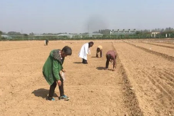 如何提高秋菠菜的出苗率,浸种可以用氧化氢