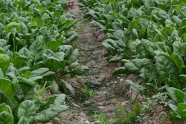 如何提高秋菠菜的出苗率,浸种可以用氧化氢