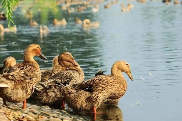 鸭子害怕哪些药物,有机氯、有机磷等类型的药物均容易致死