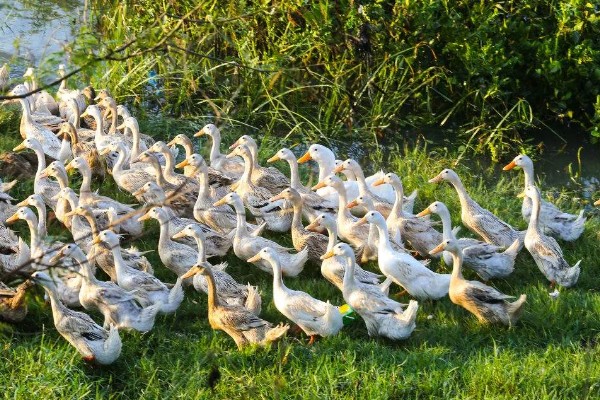 鸭子害怕哪些药物,有机氯、有机磷等类型的药物均容易致死