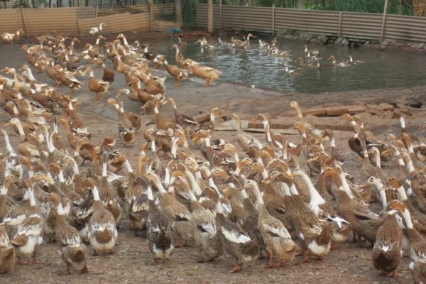 鸭子害怕哪些药物,有机氯、有机磷等类型的药物均容易致死