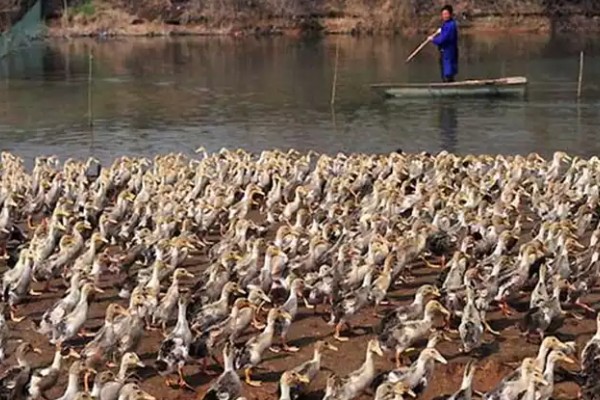 鸭子害怕哪些药物,有机氯、有机磷等类型的药物均容易致死