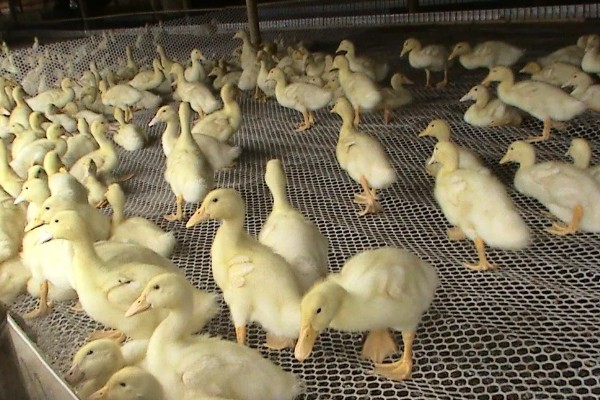 鸭子害怕哪些药物,有机氯、有机磷等类型的药物均容易致死