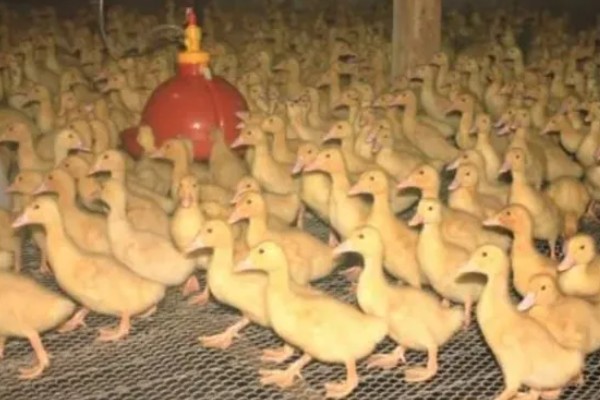 鸭子害怕哪些药物,有机氯、有机磷等类型的药物均容易致死