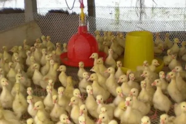 鸭子害怕哪些药物,有机氯、有机磷等类型的药物均容易致死