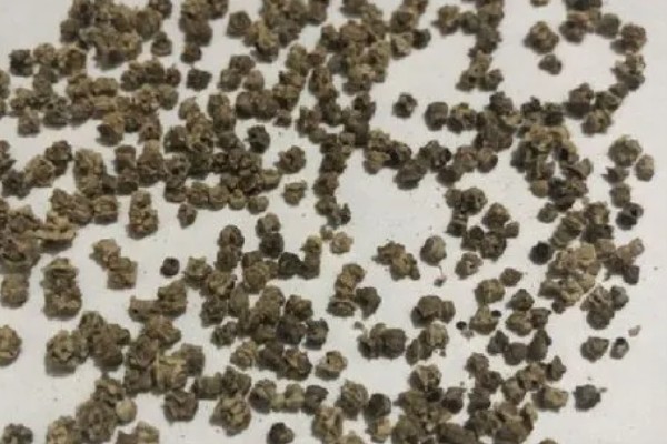 如何提高秋菠菜的出苗率,浸种可以用氧化氢