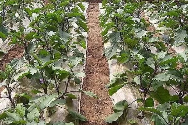 如何防控茄二十八星瓢虫，要及时清除田间杂草和枯枝败叶