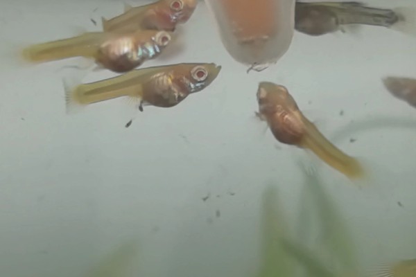 小孔雀鱼苗的喂食方法，每天投喂2-3次