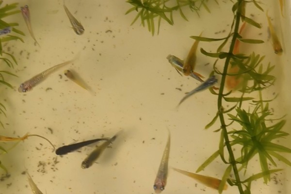 小孔雀鱼苗的喂食方法，每天投喂2-3次