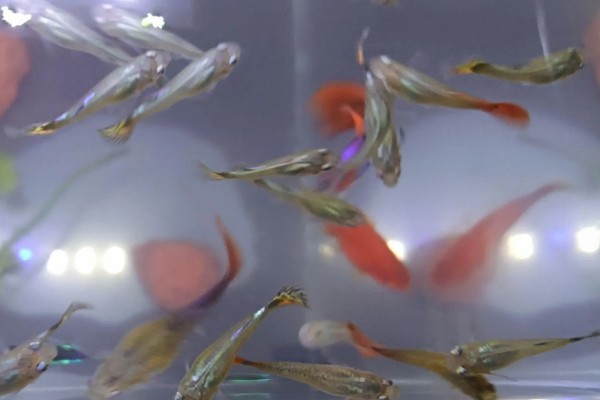 小孔雀鱼苗的喂食方法，每天投喂2-3次