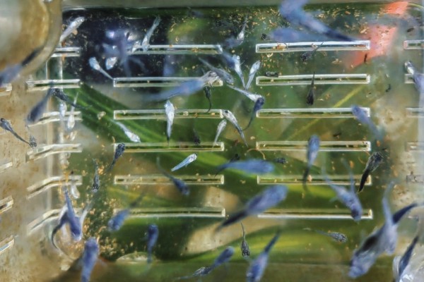 小孔雀鱼苗的喂食方法，每天投喂2-3次