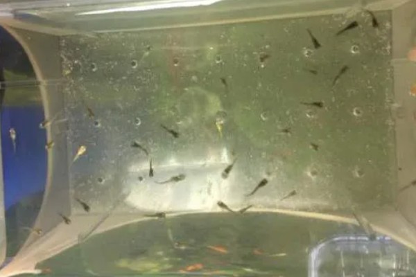 小孔雀鱼苗的喂食方法，每天投喂2-3次