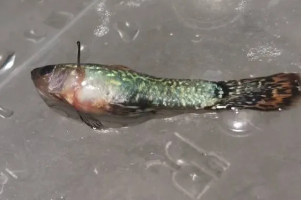 小孔雀鱼苗的喂食方法，每天投喂2-3次