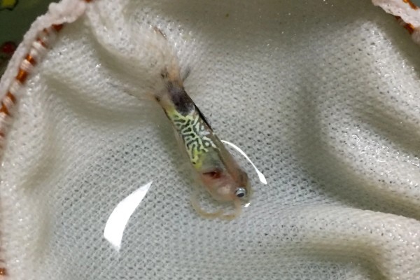 小孔雀鱼苗的喂食方法，每天投喂2-3次