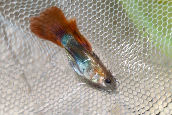 小孔雀鱼苗的喂食方法，每天投喂2-3次