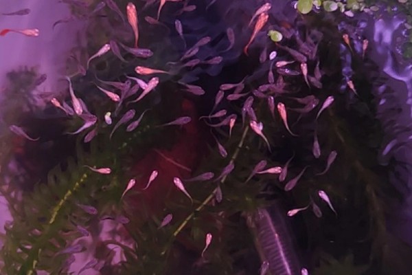 小孔雀鱼苗的喂食方法，每天投喂2-3次