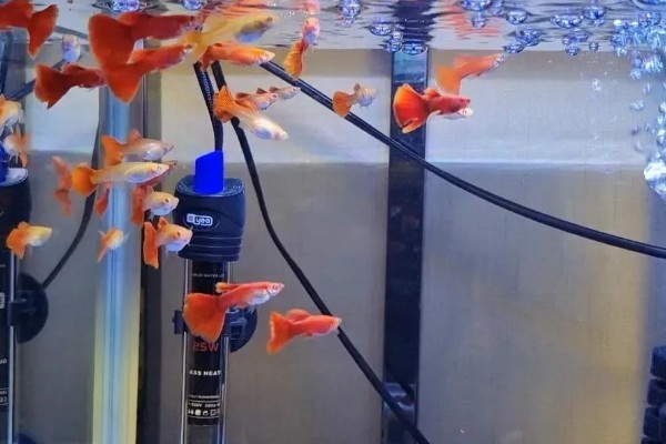 小孔雀鱼苗的喂食方法，每天投喂2-3次