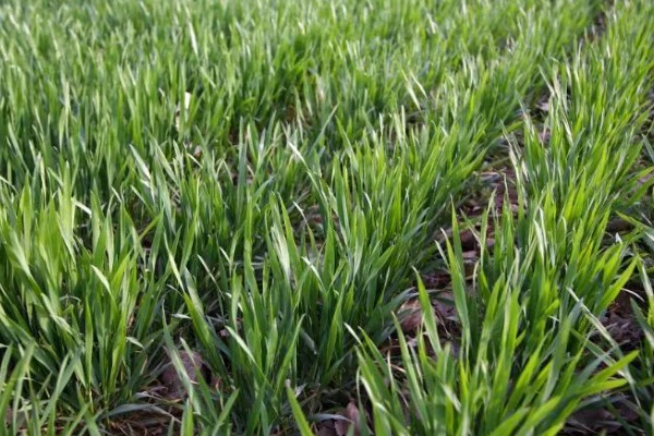 如何诊断小麦的苗情,首先从长相判断