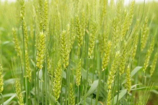 如何诊断小麦的苗情,首先从长相判断