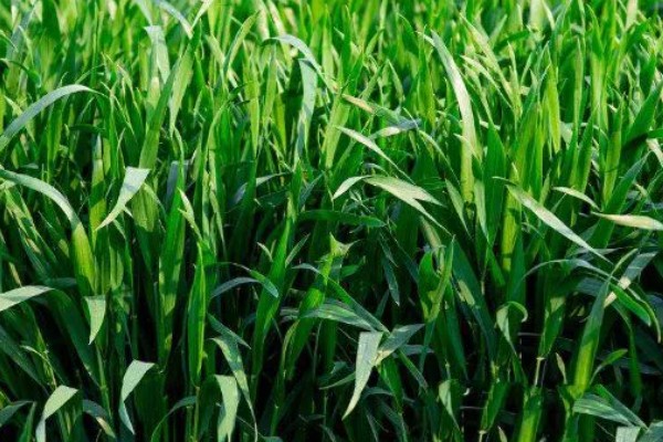 如何诊断小麦的苗情,首先从长相判断