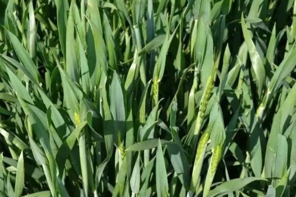 如何诊断小麦的苗情,首先从长相判断