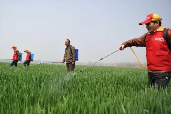 如何诊断小麦的苗情,首先从长相判断