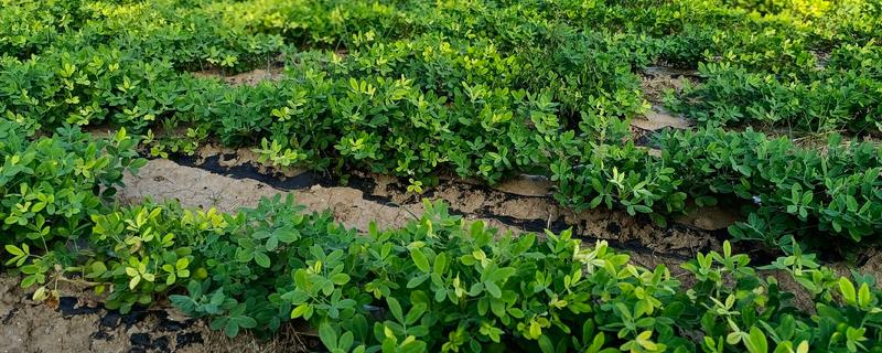 花生如何种植，播种前可在坑中放入肥料