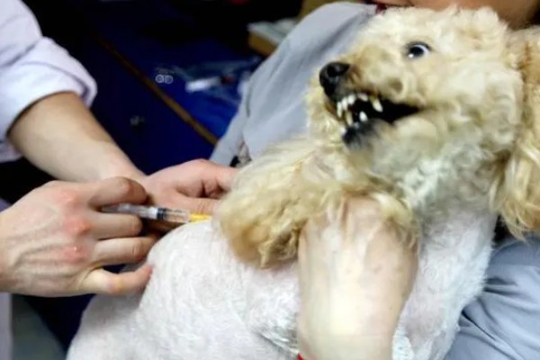 如何避免狗狗得脑炎，要定期注射疫苗