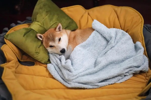 如何避免狗狗得脑炎，要定期注射疫苗