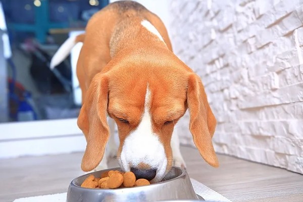 如何避免狗狗得脑炎，要定期注射疫苗