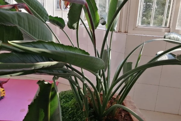 鹤望兰叶子有蚧壳虫怎么治疗,可喷施乐果乳剂