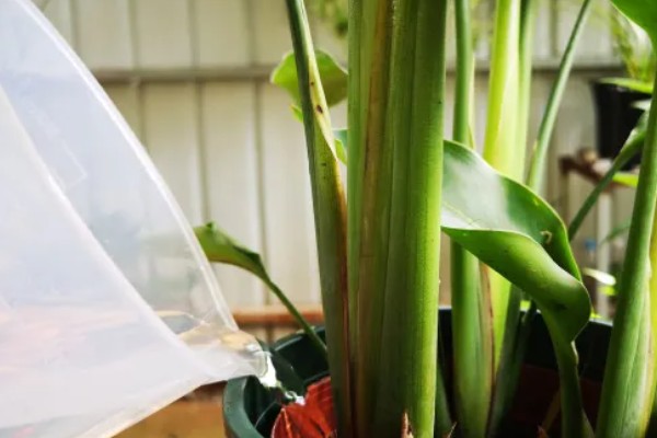 鹤望兰叶子有蚧壳虫怎么治疗,可喷施乐果乳剂