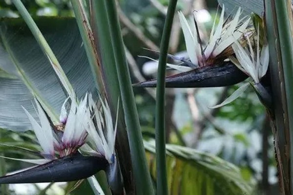 鹤望兰叶子有蚧壳虫怎么治疗,可喷施乐果乳剂