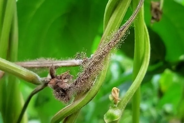 鹤望兰叶子有蚧壳虫怎么治疗,可喷施乐果乳剂